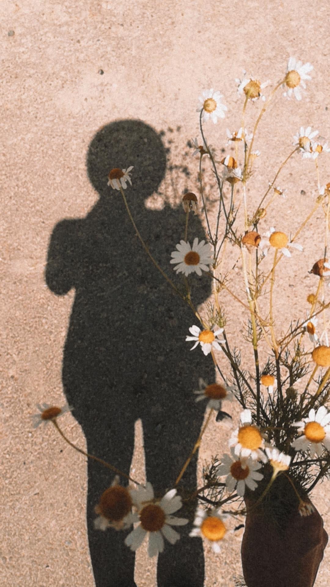 schatten-kamille-blumen